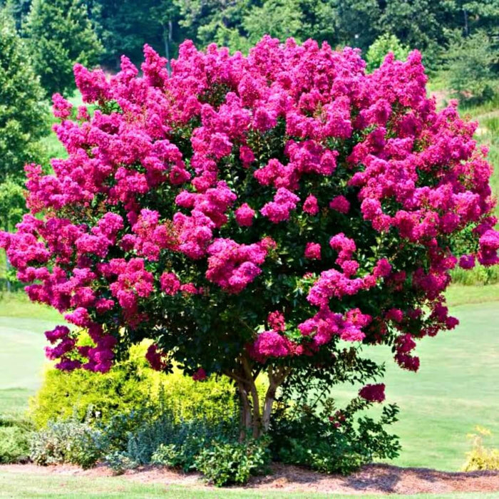 Crapemyrtle - A Gorgeous Show Stopper and a True Favorite!