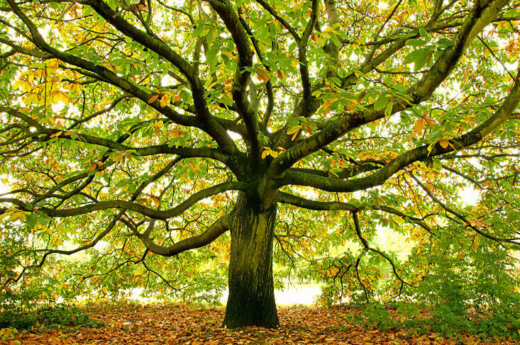 Planting Memorial Trees With Family Tree Urn Program — The Living Urn