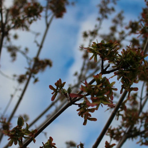 Red Maple Tree: A Popular Green Burial Option