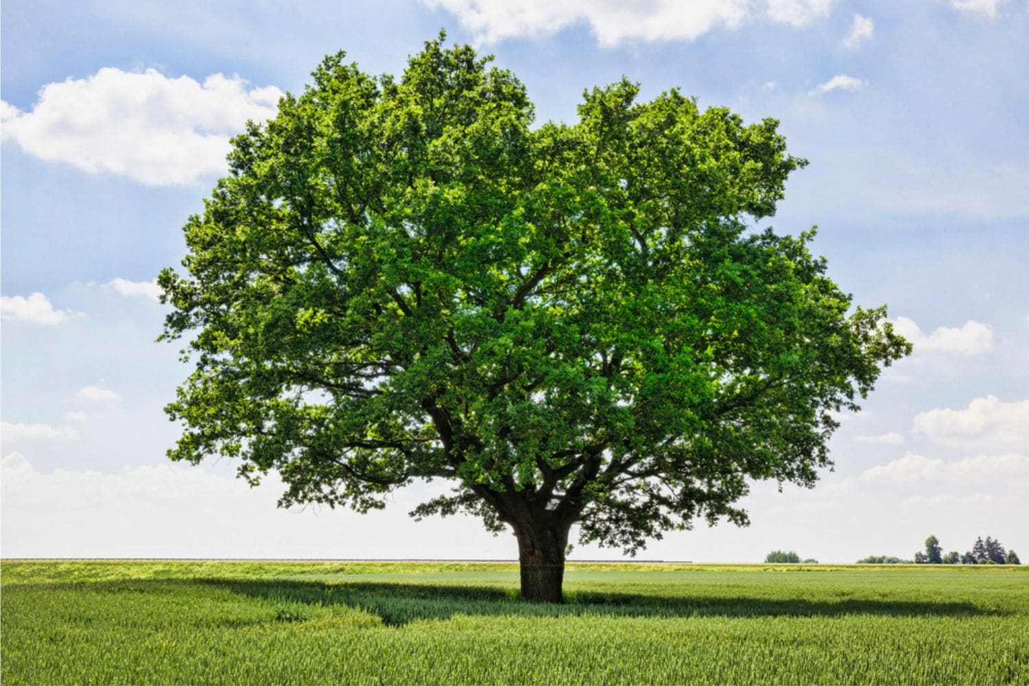 oak tree in a field