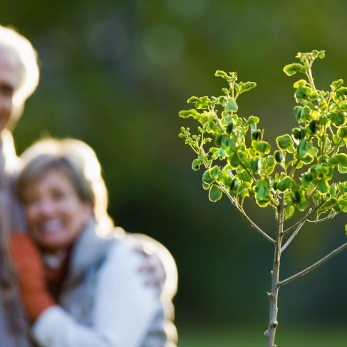 Symbolism of Trees and Tree Burials