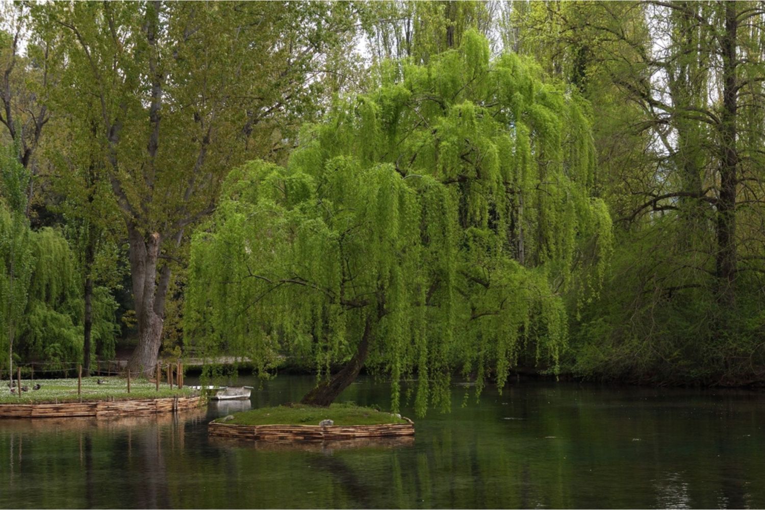 weeping willow on the shore of a lake