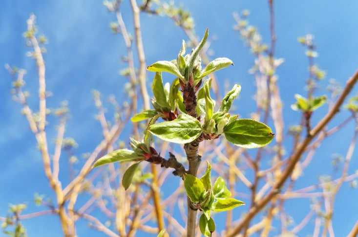 Bio Urn: What Is It? How Does It Work? Why Is Ours Unique? — The Living Urn