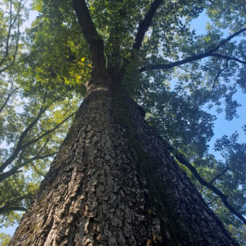 bio urn trees