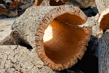 Cork Oaks: Bark From These Special Trees Created a $2B Global Cork Industry