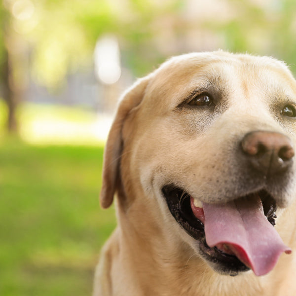 labrador retriever urns