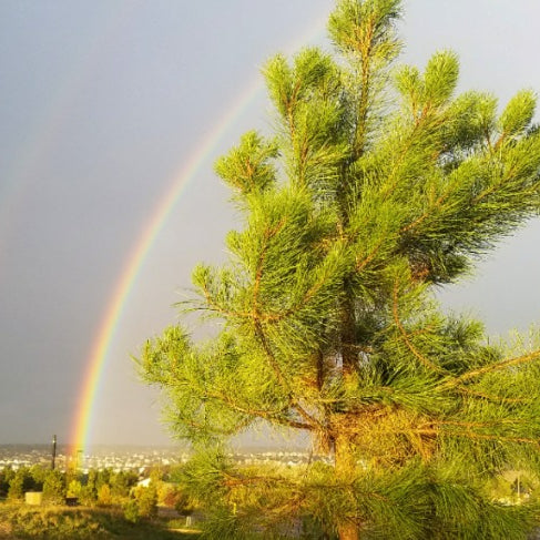 The Importance of Growing Tree Memorials from Seedlings and Not Seeds