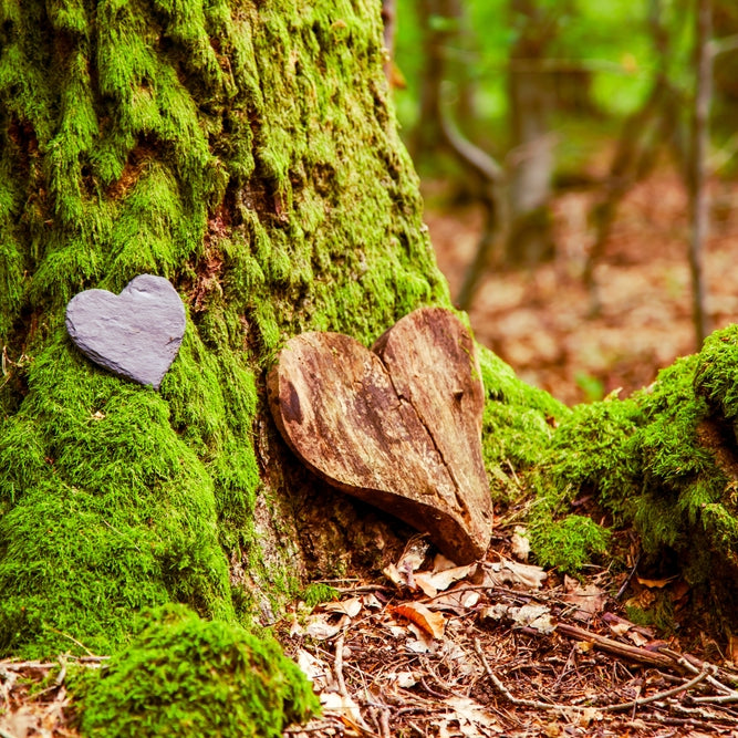 Memory Tree Stories & The Life of Your Living Urn