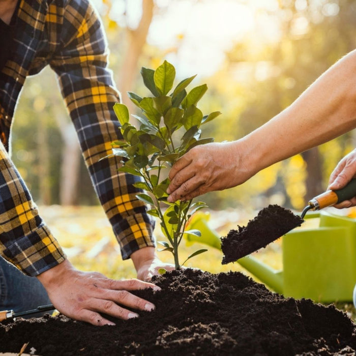 two people planting a tree