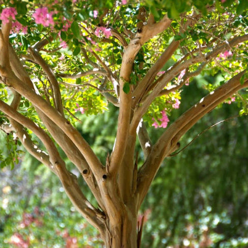 pink crape myrtle