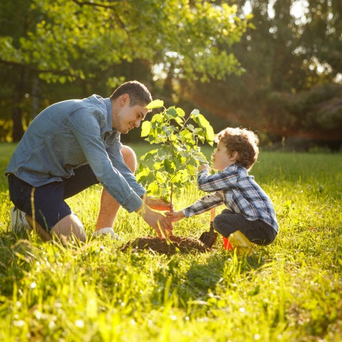 How Do I Hold a Tree Burial Planting Ceremony?