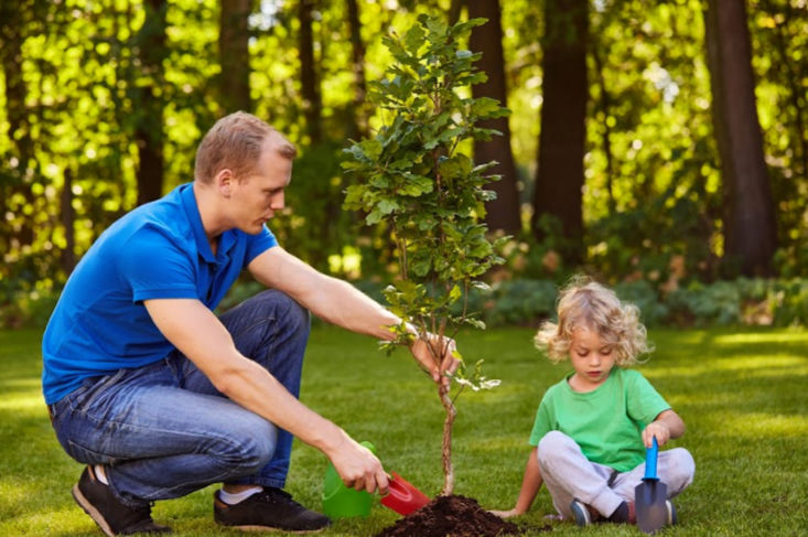 planting cremation ashes