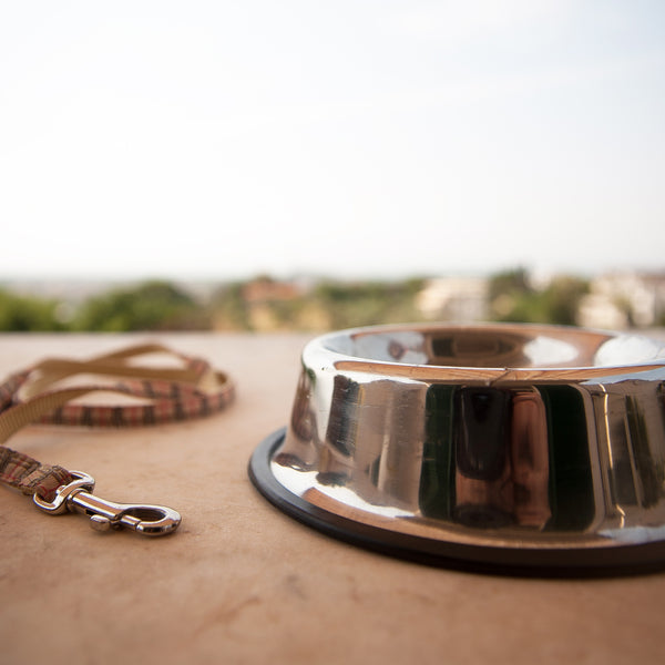 dog bowl and leash without the dog