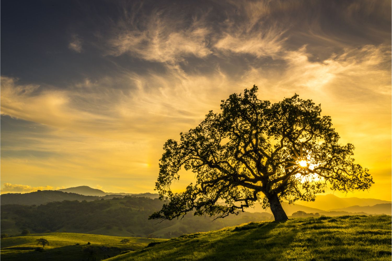 oak tree with sun setting in background