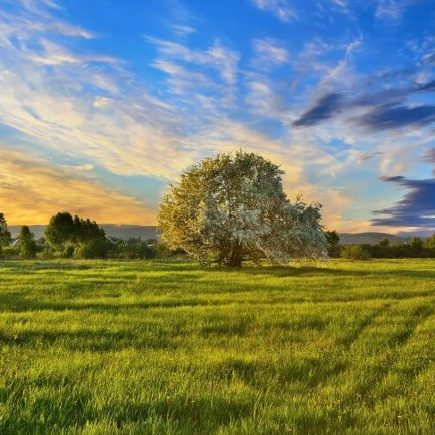 Why Be Buried Under a Tree After You Pass?