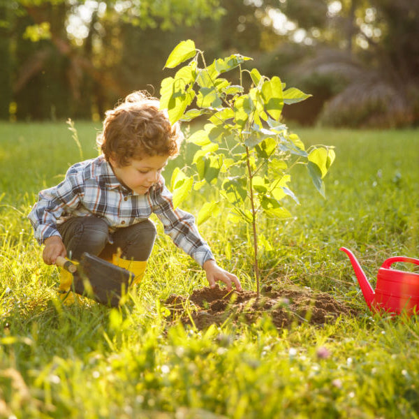 Tree Burial Pods: A Comprehensive Guide