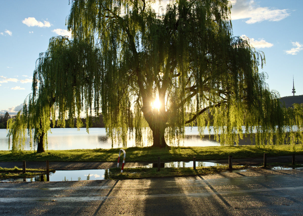 Native Plant Alternatives to Salix babylonica (Weeping Willow)