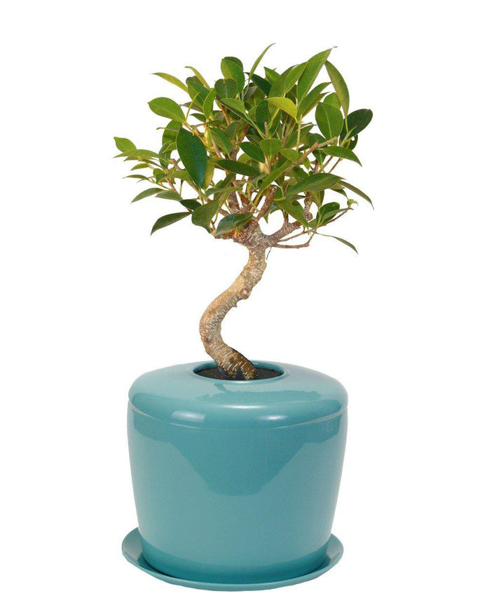 Ficus Retusa Bonsai TreeTiered Branching Style(ficus retusa)