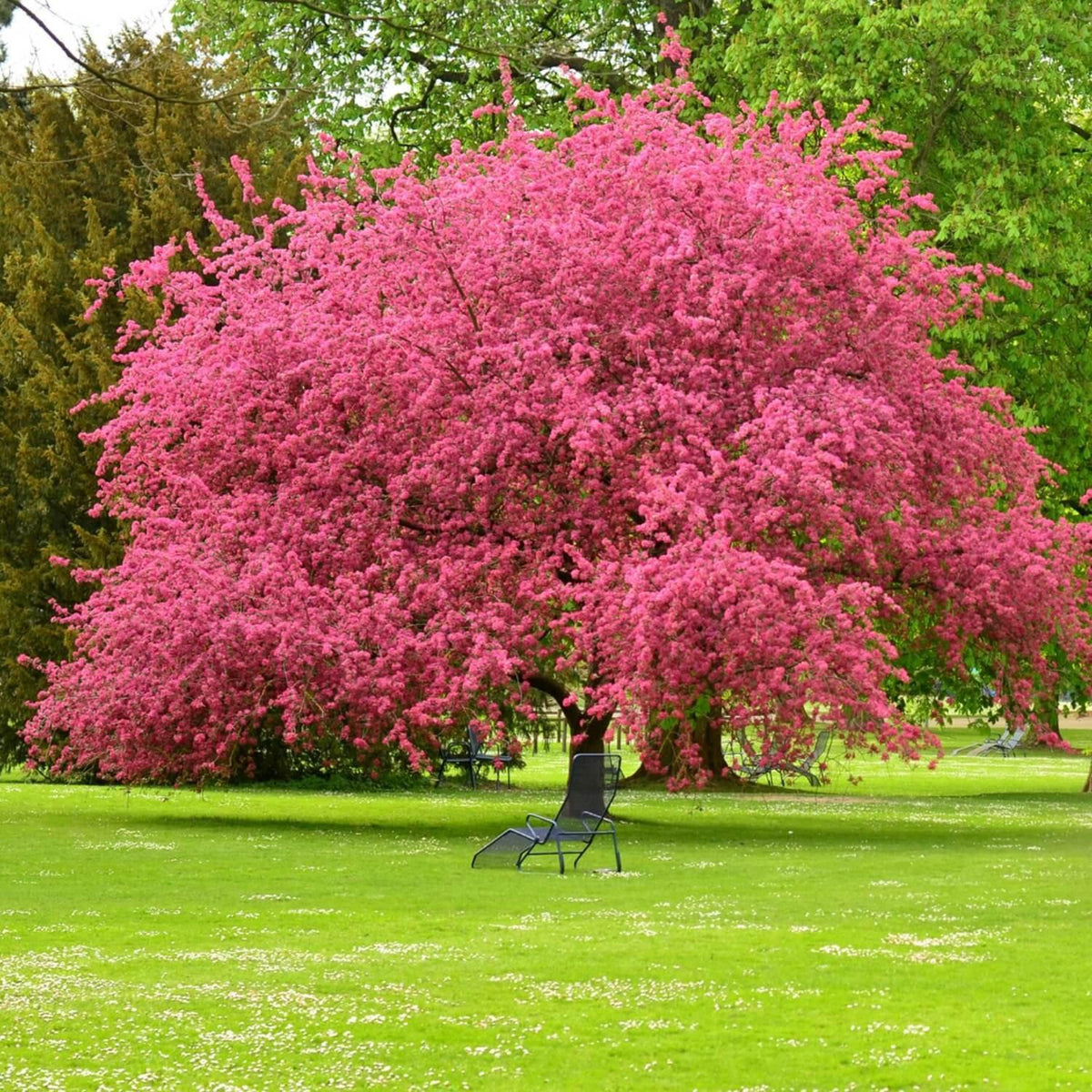 red flowering dogwood tree