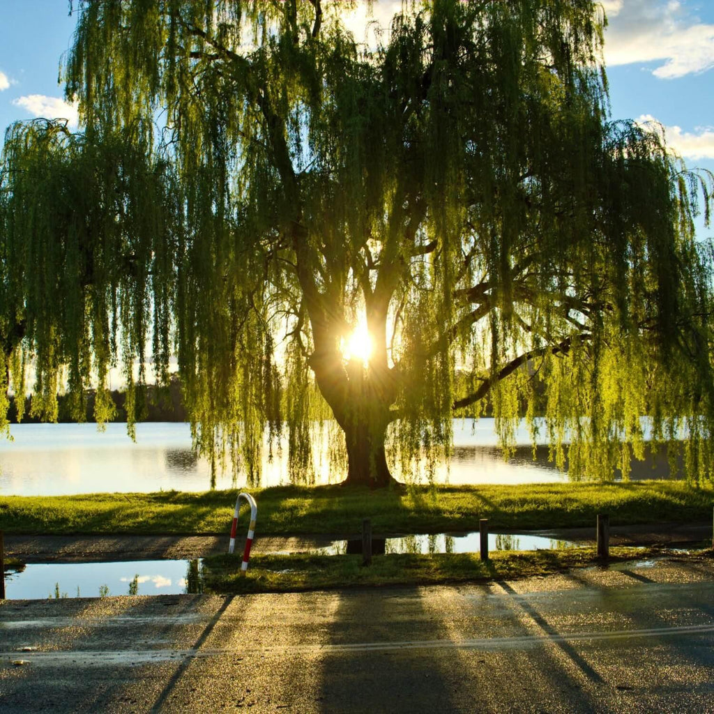 Dwarf Weeping Willow Tree | museosdelima.com