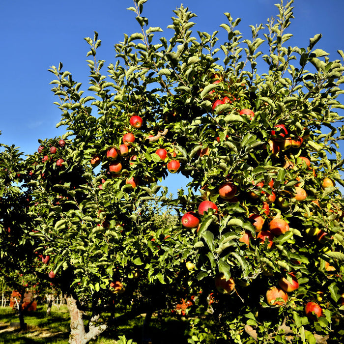Gala Apple Tree - Ison's Nursery & Vineyard